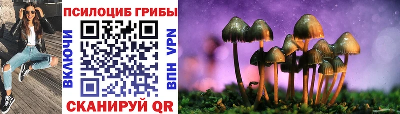 кракен ссылки  Судогда  Псилоцибиновые грибы Psilocybe 